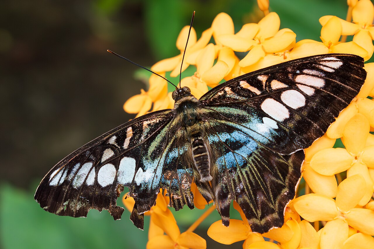 Penang with Kids: Family Attractions