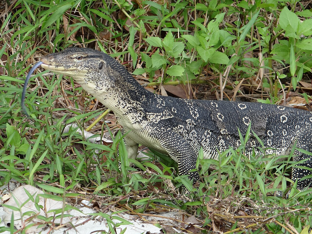 Penang Nature: National Park & Green Escapes